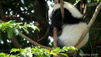 熊猫幼崽巨大的物种